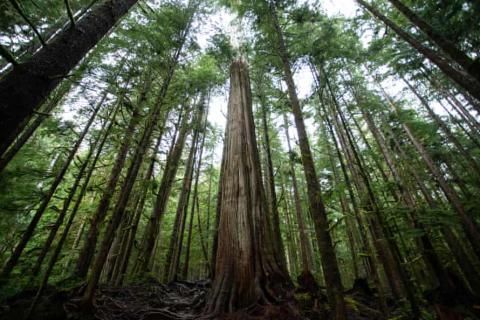 Old growth trees on Vancouver Island